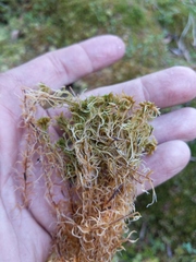 Sphagnum fuscum