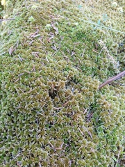 Sphagnum fuscum