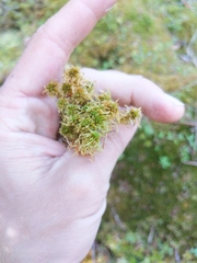 Sphagnum fuscum