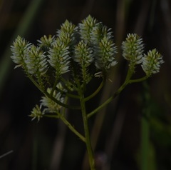 Polygala balduinii