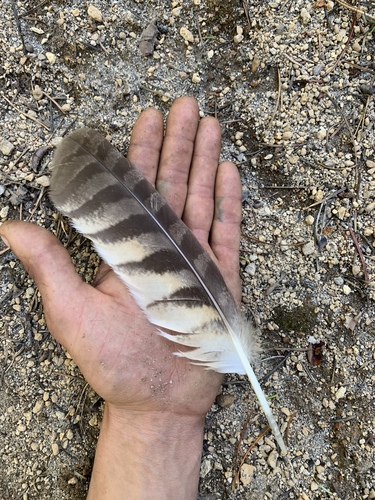 Búho Cornudo Americano (Bubo virginianus)