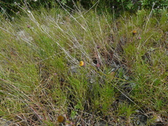 Erigeron reductus angustatus