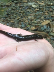 Desmognathus marmoratus