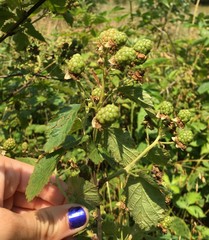 Rubus mollior