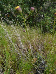 Erigeron reductus angustatus