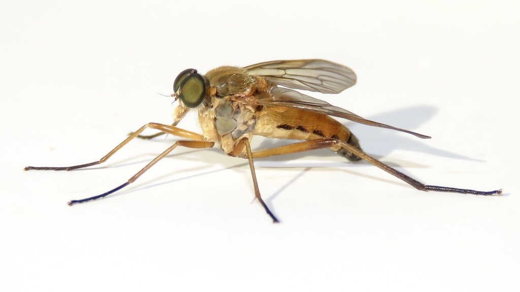 Marsh Snipe Fly