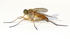 Marsh Snipe Fly