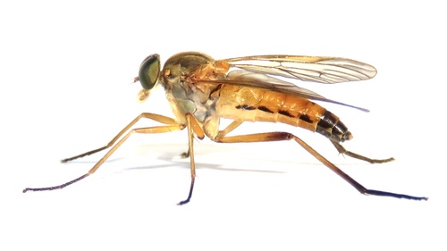 Marsh Snipe Fly photo 4