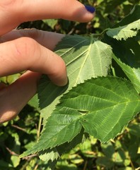 Rubus mollior