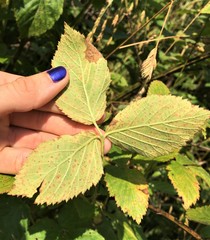 Rubus mollior
