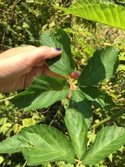 Rubus mollior