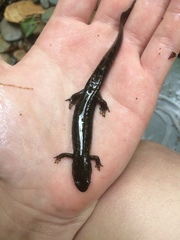 Desmognathus marmoratus