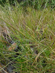 Erigeron reductus angustatus