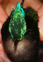 Antillean Crested Hummingbird photo 5