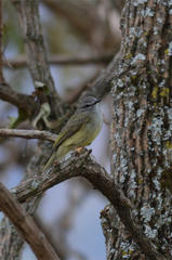 Myiopagis viridicata