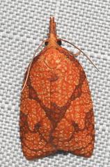 Cenopis reticulatana