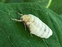 Halysidota tessellaris