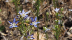 Eriastrum sapphirinum sapphirinum