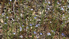 Eriastrum sapphirinum sapphirinum