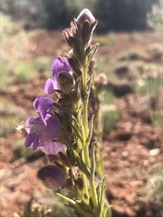 Penstemon ophianthus
