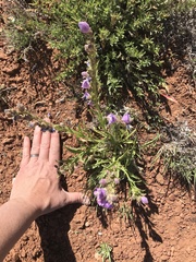Penstemon ophianthus