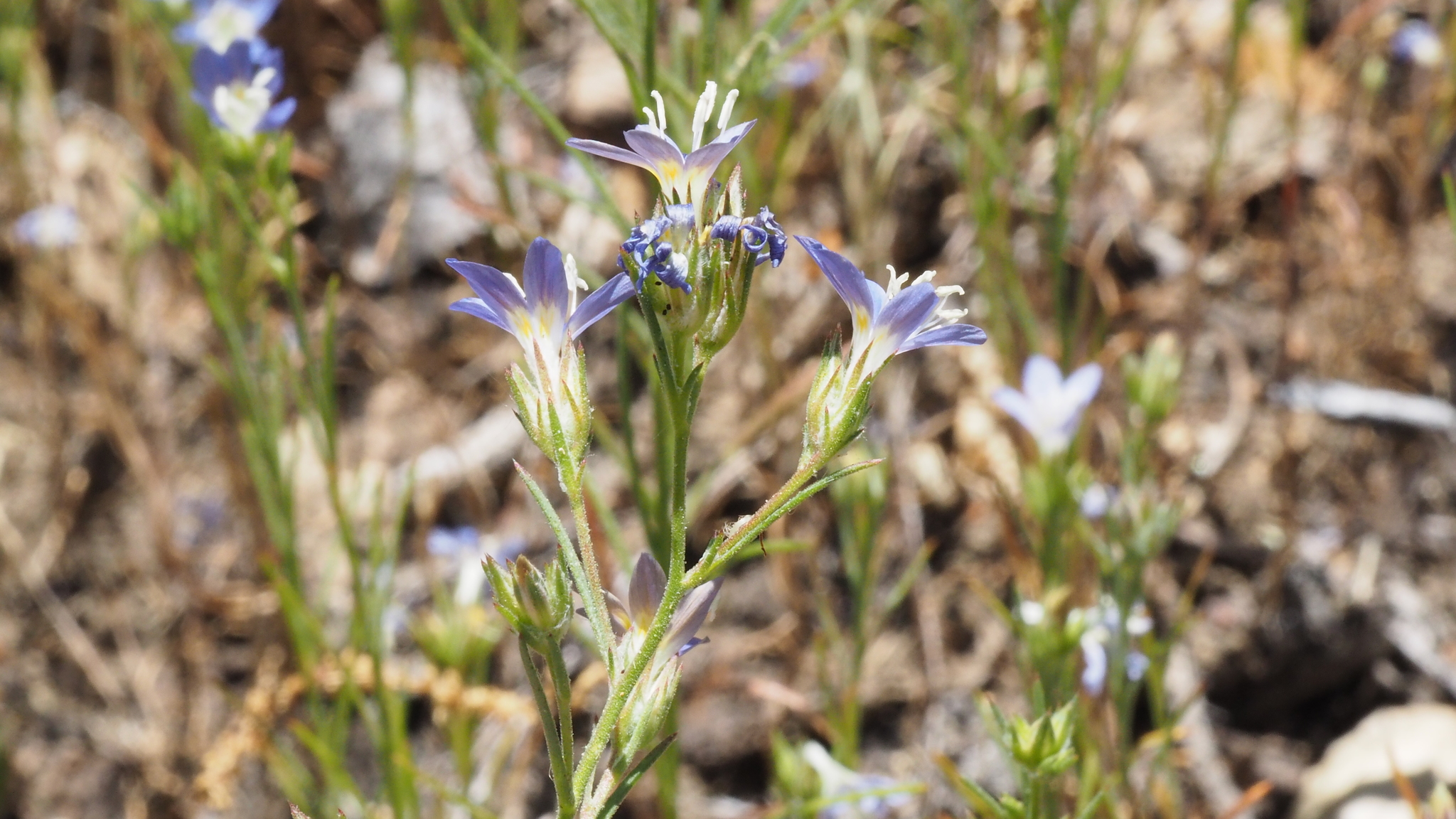 Eriastrum sapphirinum ssp. sapphirinum