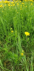 Coreopsis palmata