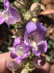 Penstemon ophianthus