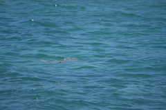 Eretmochelys imbricata