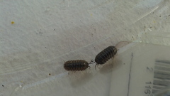 Armadillidium vulgare