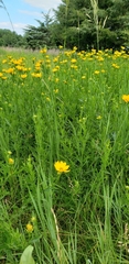 Coreopsis palmata