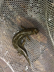 Desmognathus marmoratus
