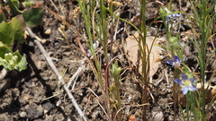Eriastrum sapphirinum sapphirinum