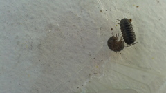 Armadillidium vulgare