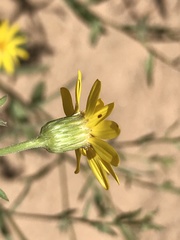 Heterotheca polothrix