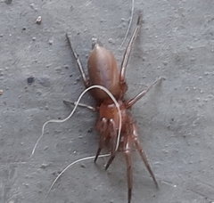 Araneomorphae