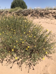 Heterotheca polothrix