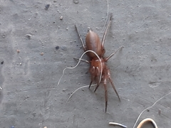 Araneomorphae