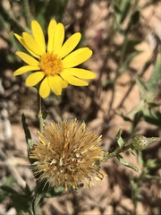 Heterotheca polothrix