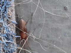 Araneomorphae