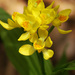 Golden Orchid - Photo (c) ashitaka, some rights reserved (CC BY-NC-SA)