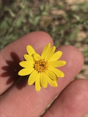 Heterotheca polothrix