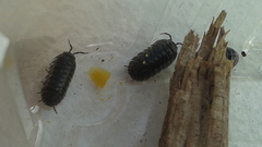 Armadillidium vulgare