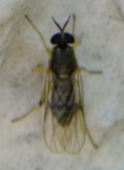 Solva pallipes