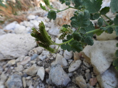 Phacelia rupestris