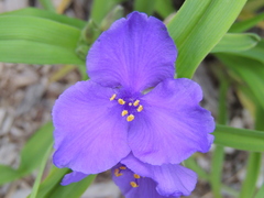 Tradescantia