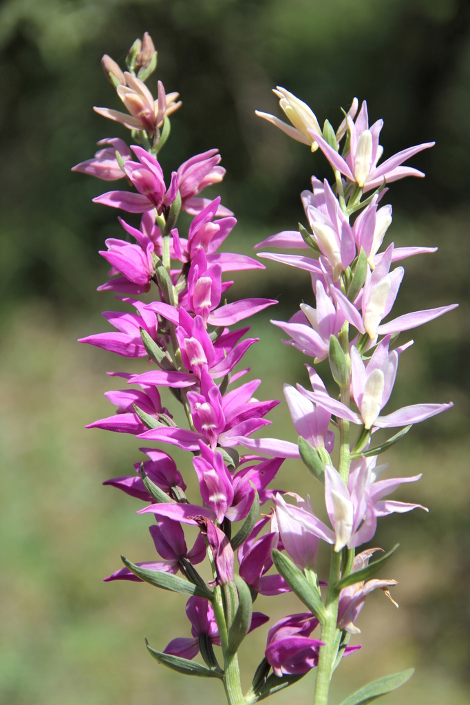Cephalanthera kurdica
