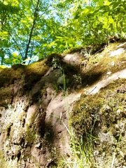 Poa saltuensis