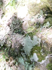 Poa saltuensis