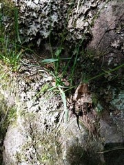 Poa saltuensis